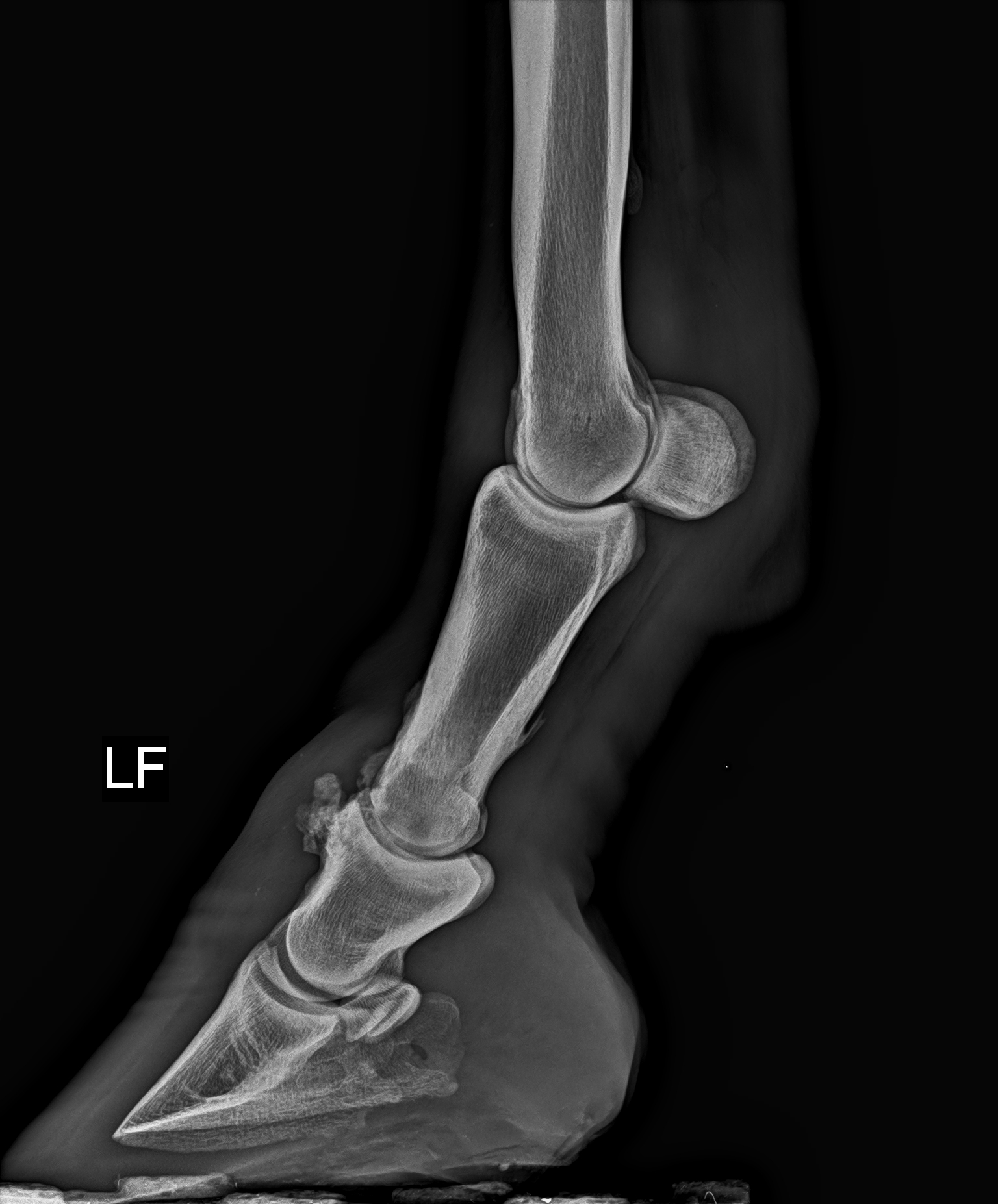 Degenerative Erkrankung/Arthrose - Pferdedocs